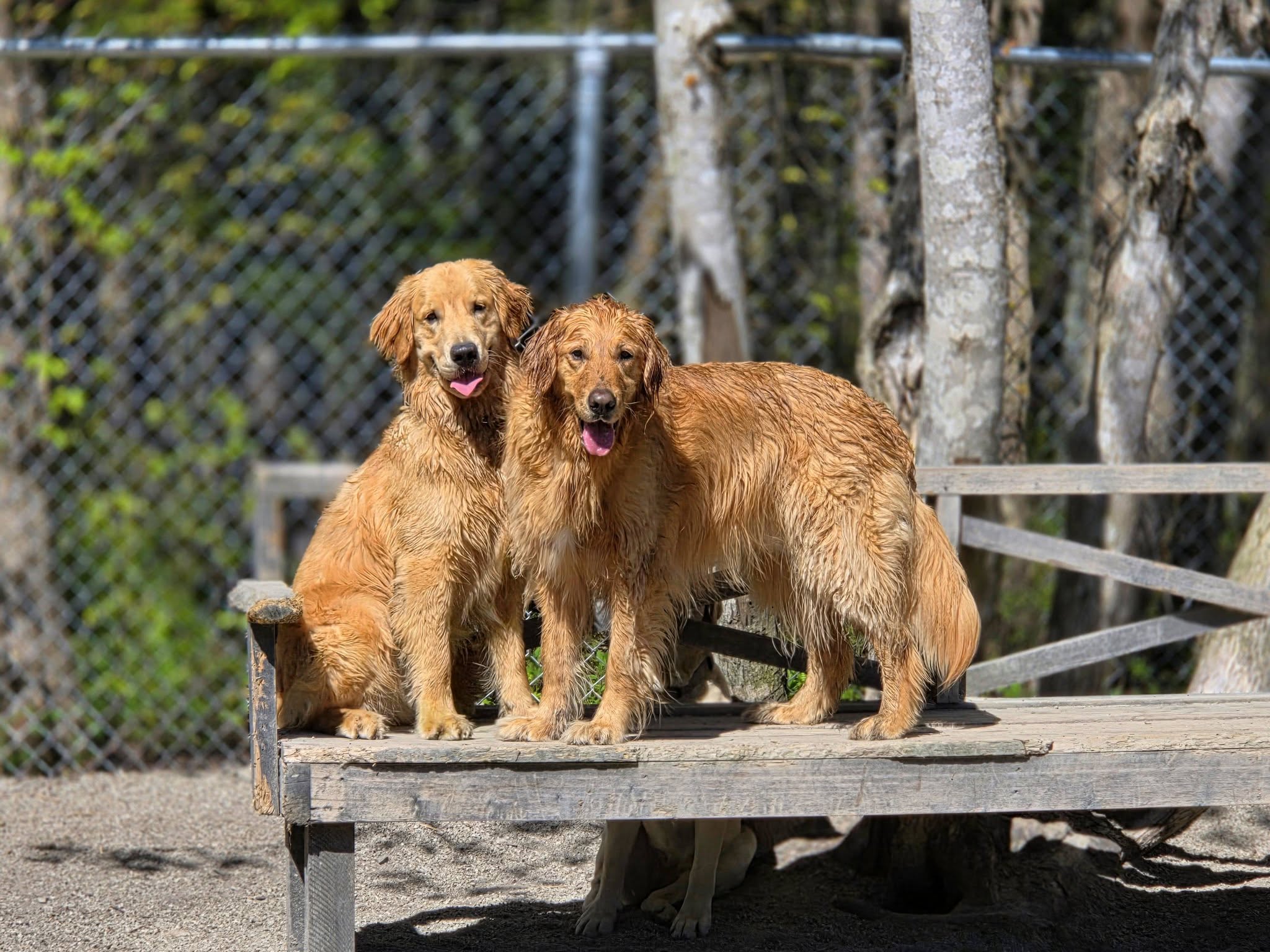 Dogs playing at Dogwood Lodge daycare