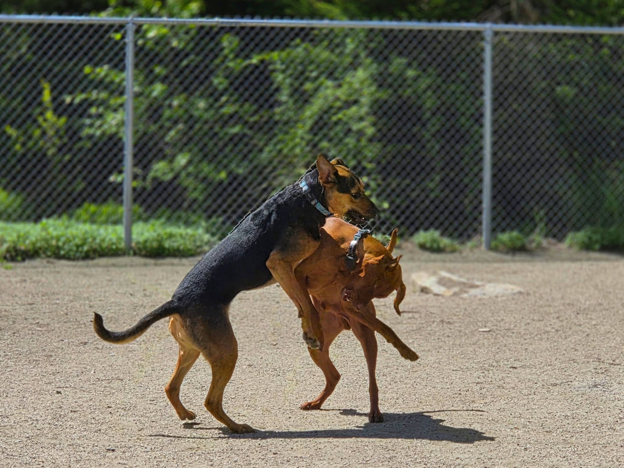 Dogs socialising at Dogwood Lodge