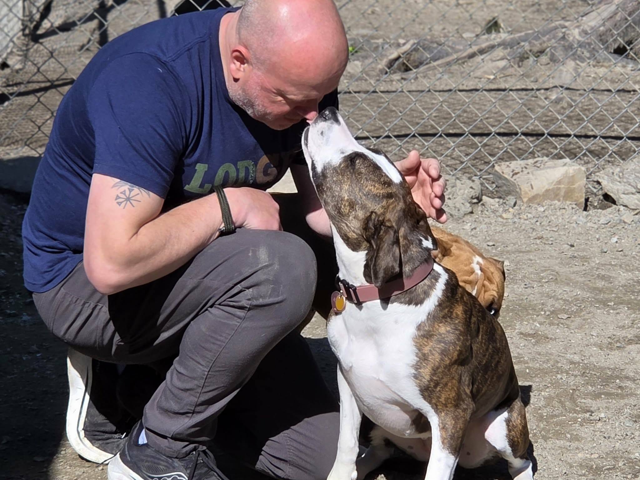 Happy dogs at Dogwood Lodge daycare