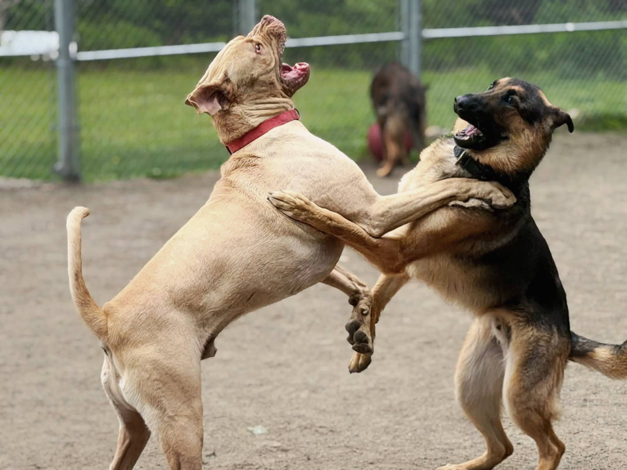 Winston and Zeus at Dogwood Lodge