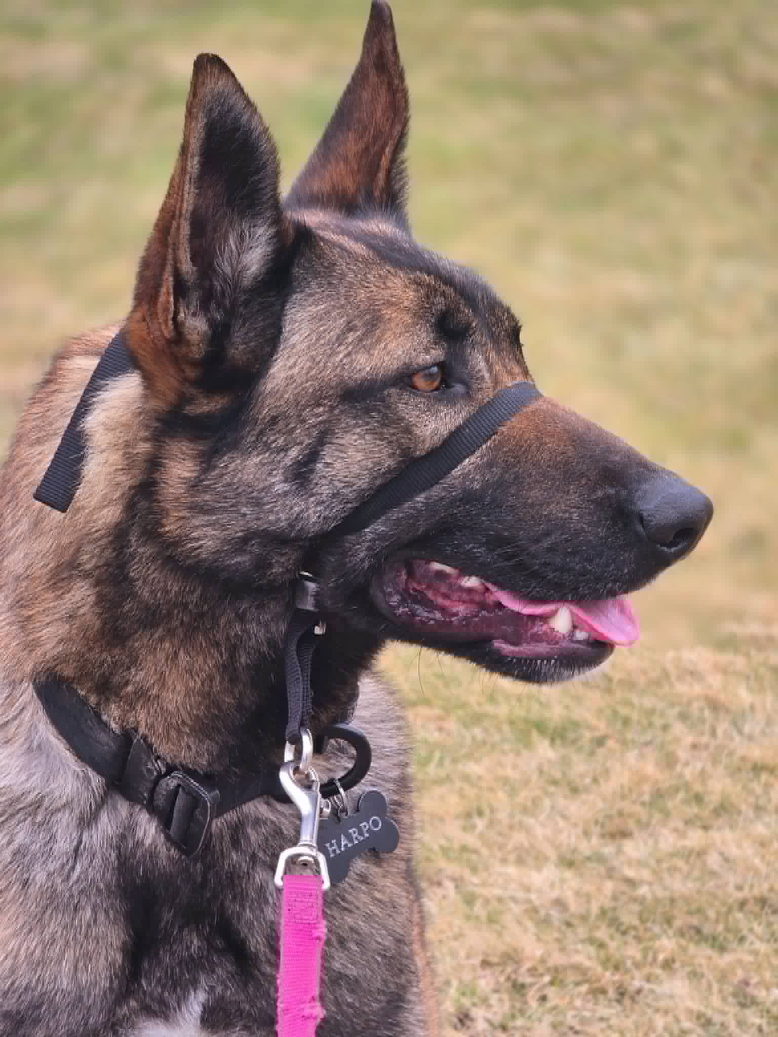 Dog wearing a Gentle Leader on a walk