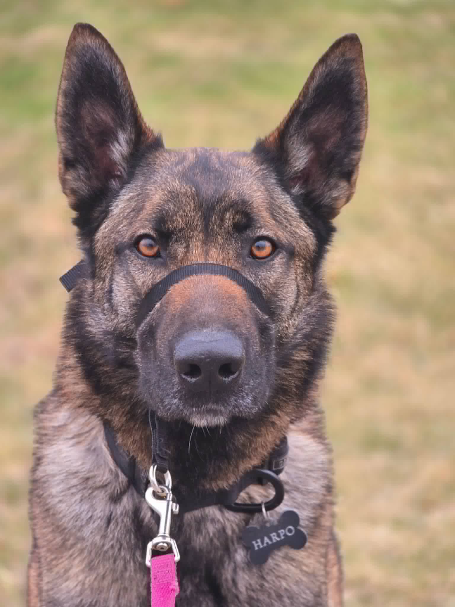 Gentle Leader headcollar on a dog