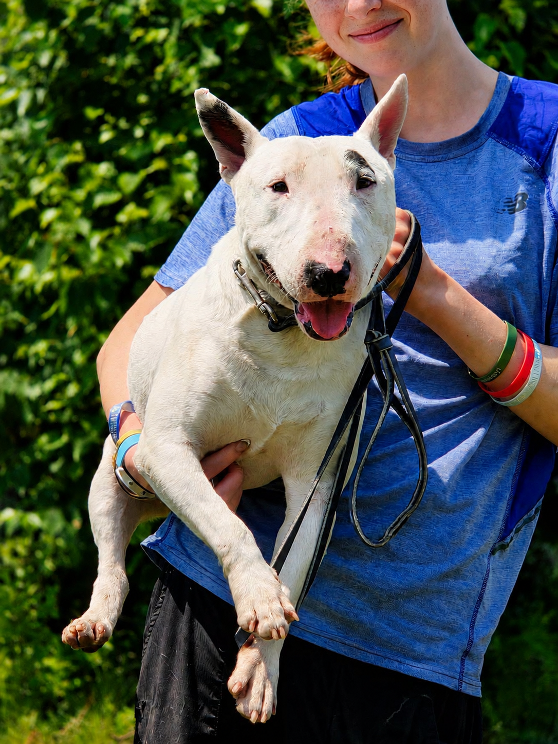 Bert, a Bull Terrier available for adoption at Dogwood Lodge