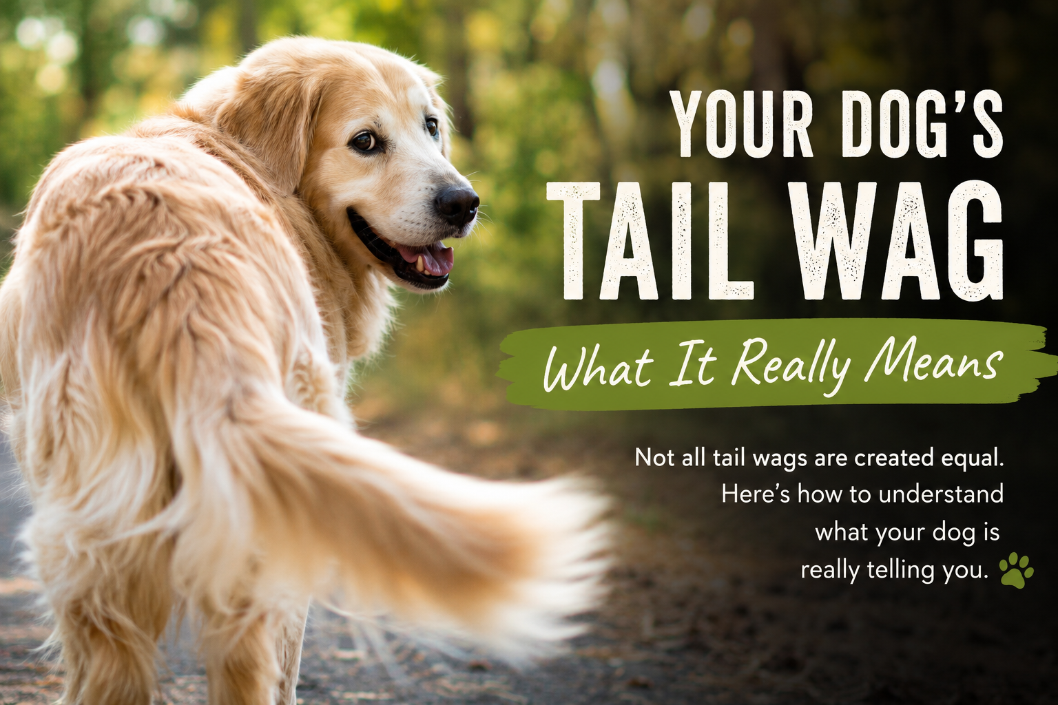 Left wag, right wag — what your dog's tail wag direction really means