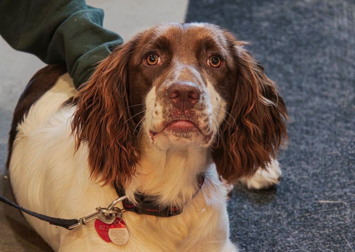 Molly, a Springer Spaniel adopted from Dogwood Lodge