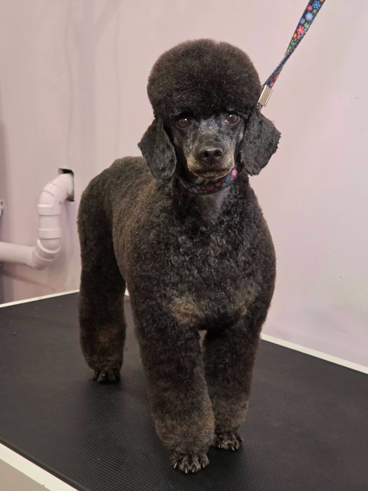 Noah, a Miniature Poodle adopted from Dogwood Lodge